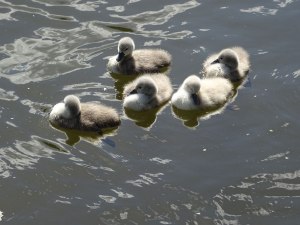 Swan babies! Definitely not ugly ducklings.
