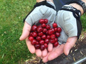 Cherries!  I always stop to pick ripe fruit!