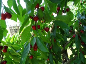 The motherloaed of bing cherries on the path.  Yumm!