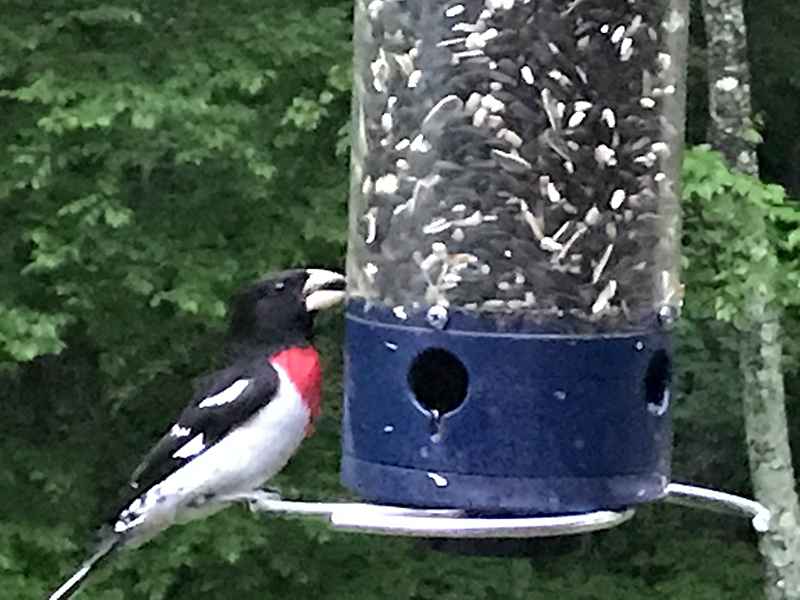 Grosbeak