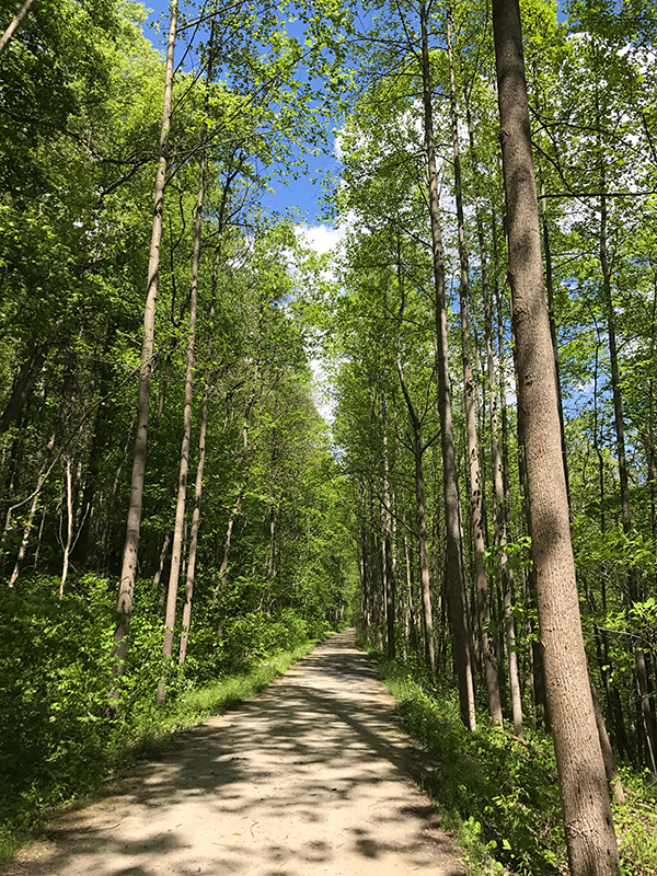Tree Lined Bike Path
