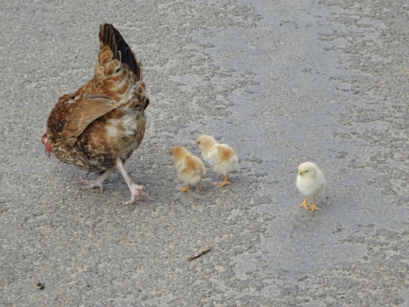 chicks-on-road---compressed