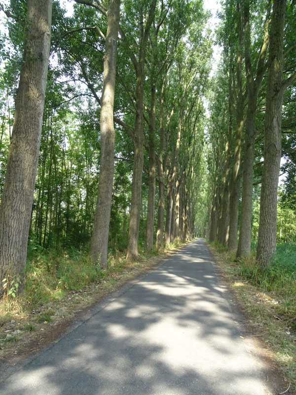 road-with-trees---compressed