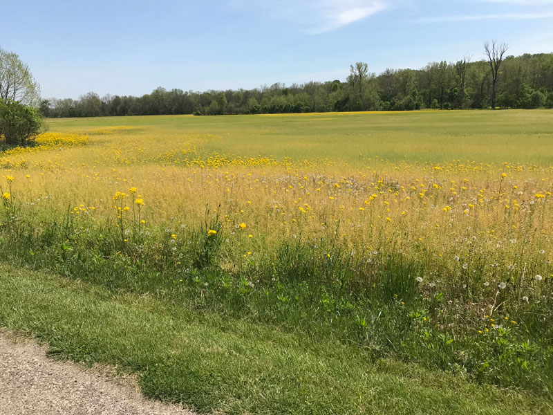 field-of-yellow-flowers