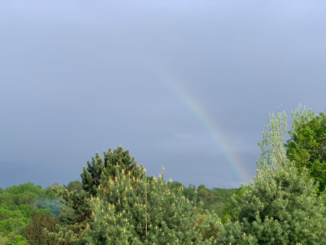 Rainbow-over-trees